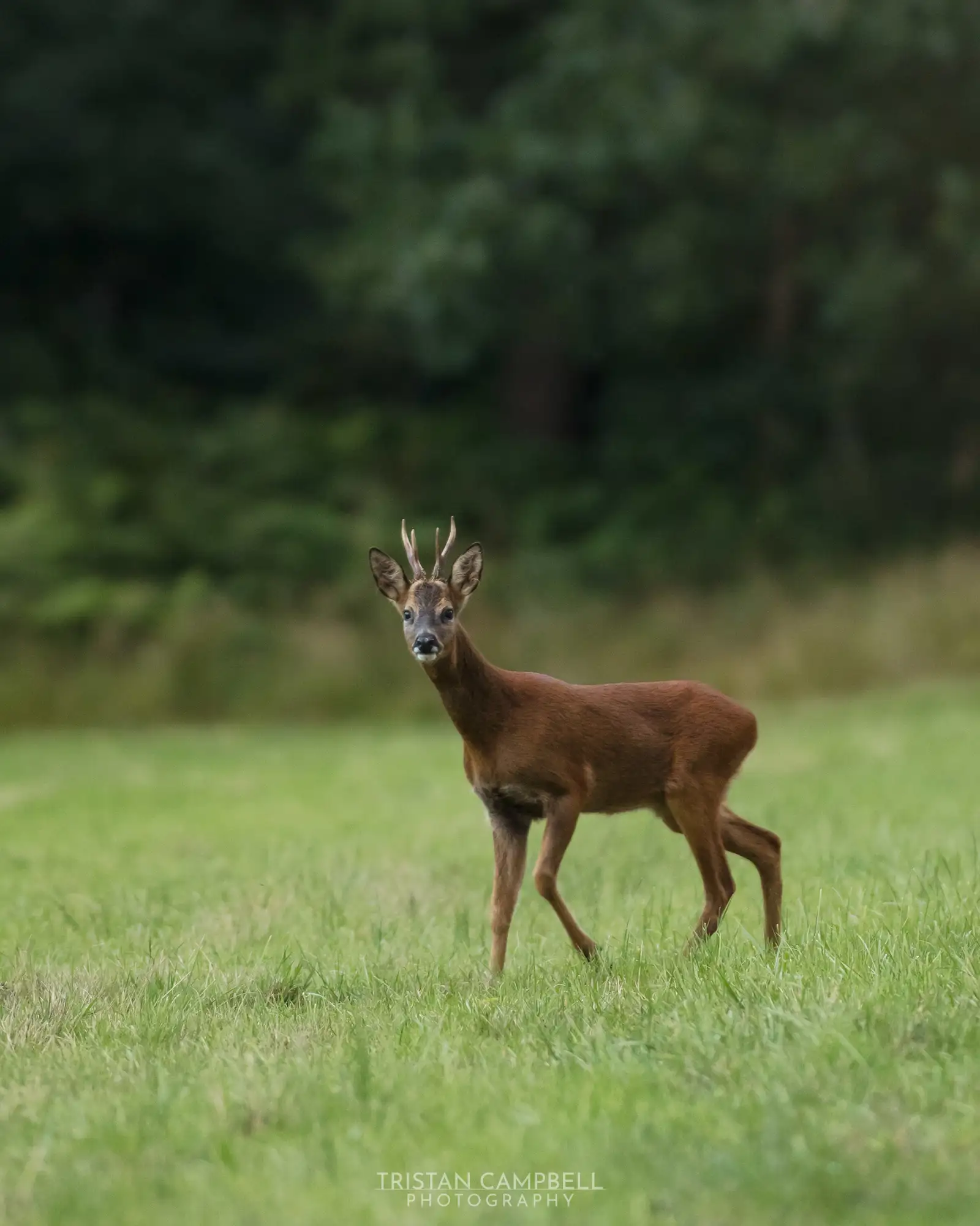 Young deer with small antlers standing alert on a grassy field, with a blurred background of dense, dark green foliage.