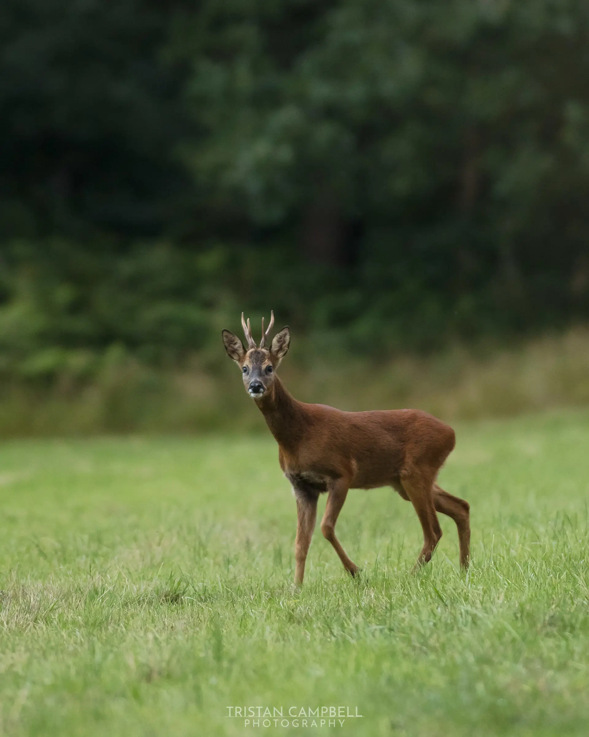 Young deer with small antlers standing alert on a grassy field, with a blurred background of dense, dark green foliage.