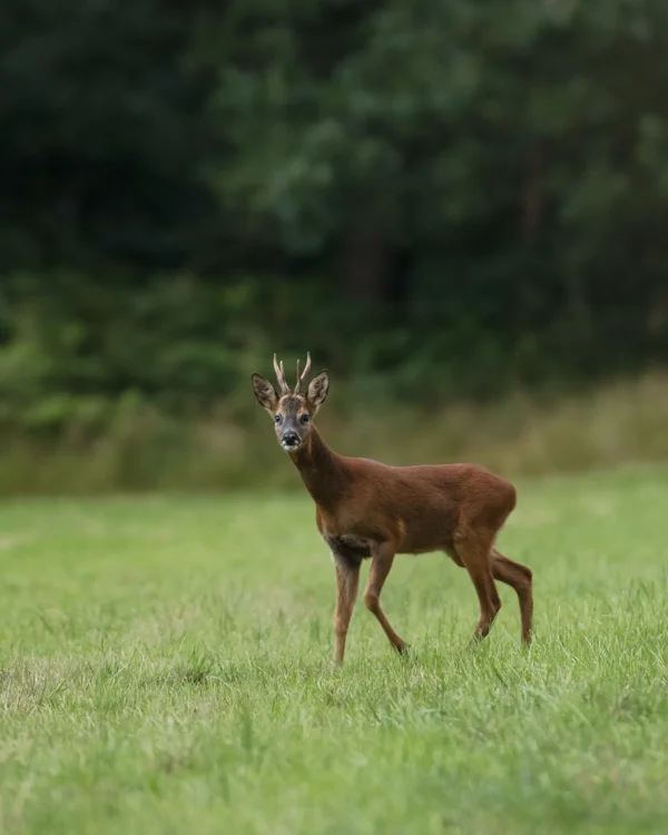 Roe deer buck with velvet antlers standing in a grassy woodland meadow at dusk in summer