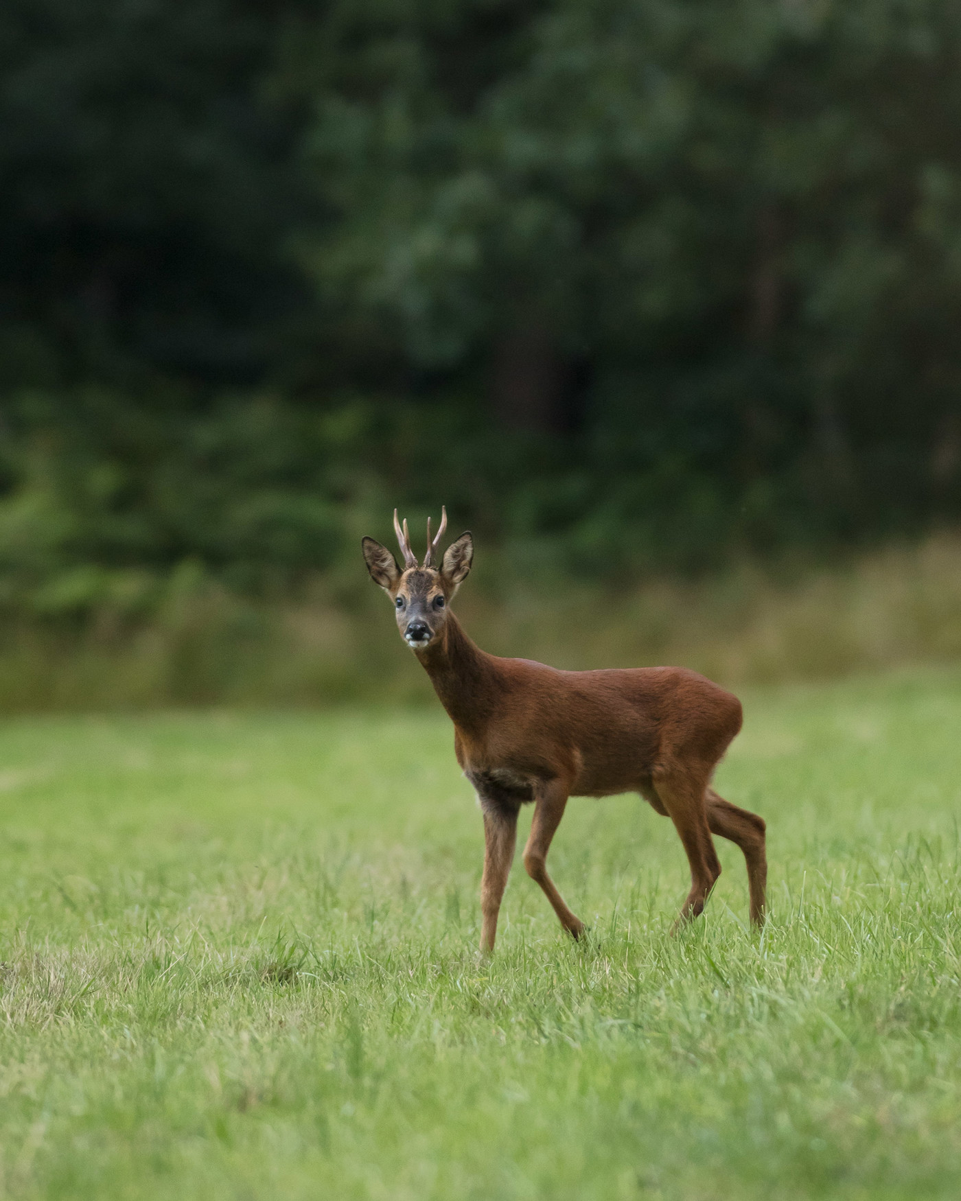  an animal standing in a grassy field