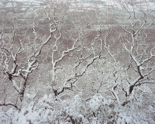 A Journey Through Ancient Woodland:  a close up of a brick wall