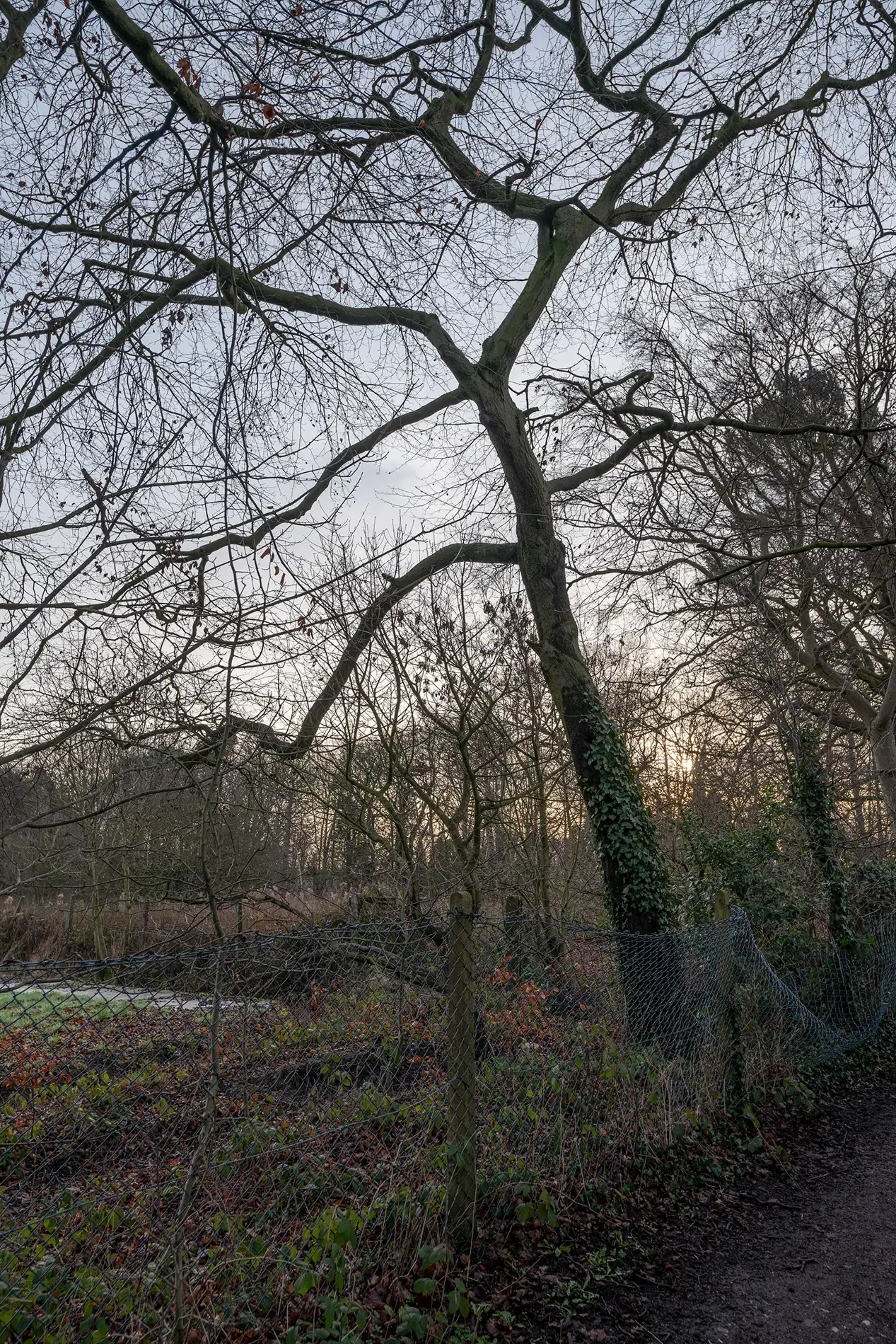 Bare ivy-clad tree beside a sagging chain-link fence on a woodland path at winter dusk, sun low through branches