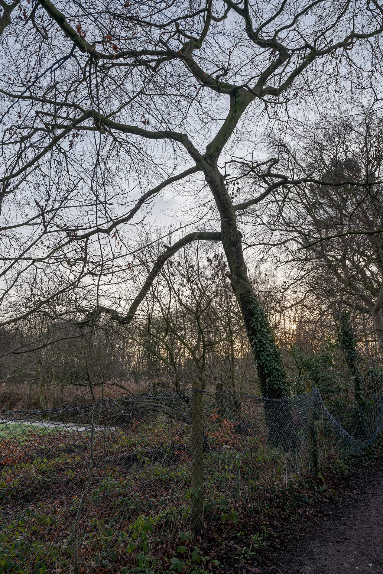 Bare ivy-clad tree beside a sagging chain-link fence on a woodland path at winter dusk, sun low through branches