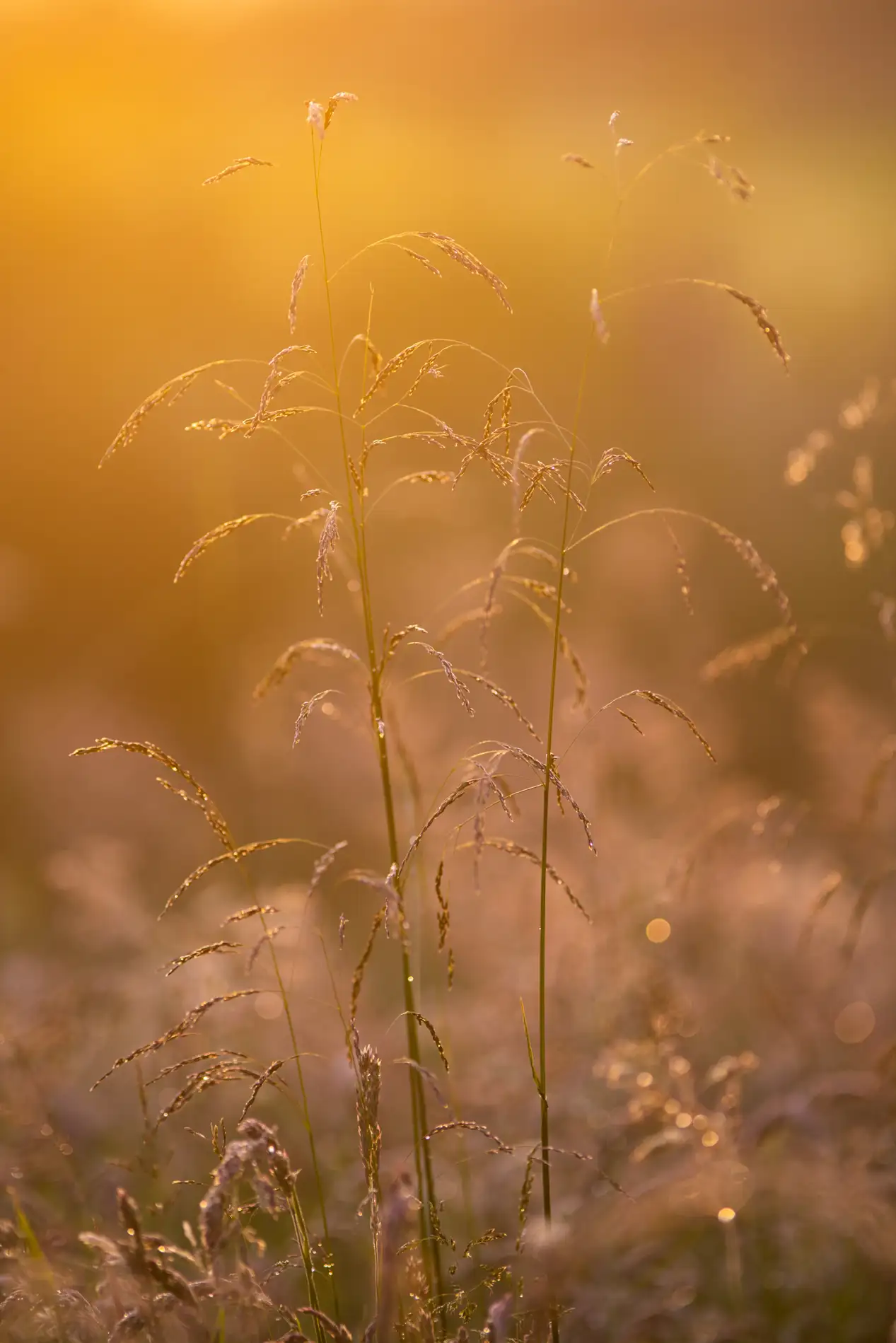 Backlit meadow grasses with dewy seed heads glowing in golden sunrise light on a summer morning