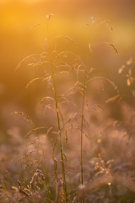 The image depicts delicate grass stems with fine seeds, bathed in the warm, golden glow of a sunset. Dewdrops cling to the grass, glistening softly. The background is a soft, out-of-focus tapestry of yellow and orange hues, evoking a tranquil, pastoral scene in North Yorkshire. fireworks in the sky