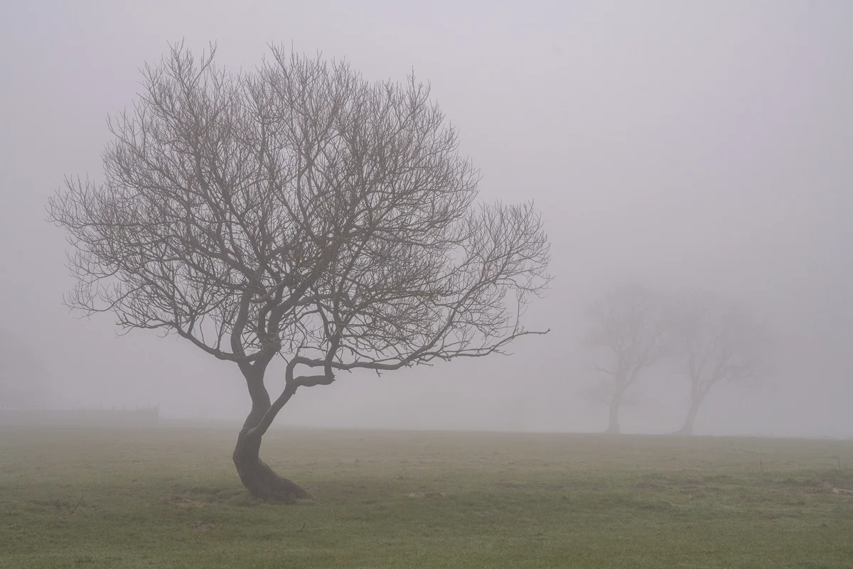 Bare twisted tree in a misty winter field with two faint trees behind in fog