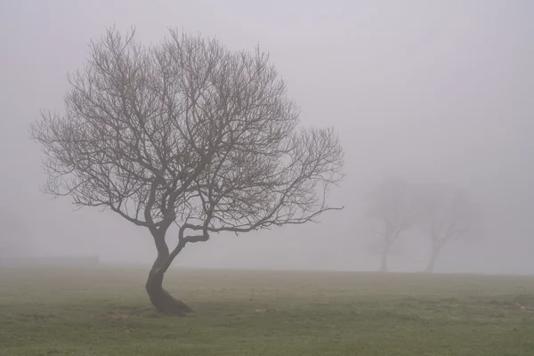 Bare twisted tree in a misty winter field with two faint trees behind in fog