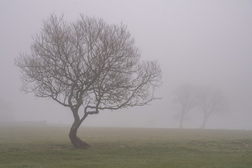  a large tree in a field