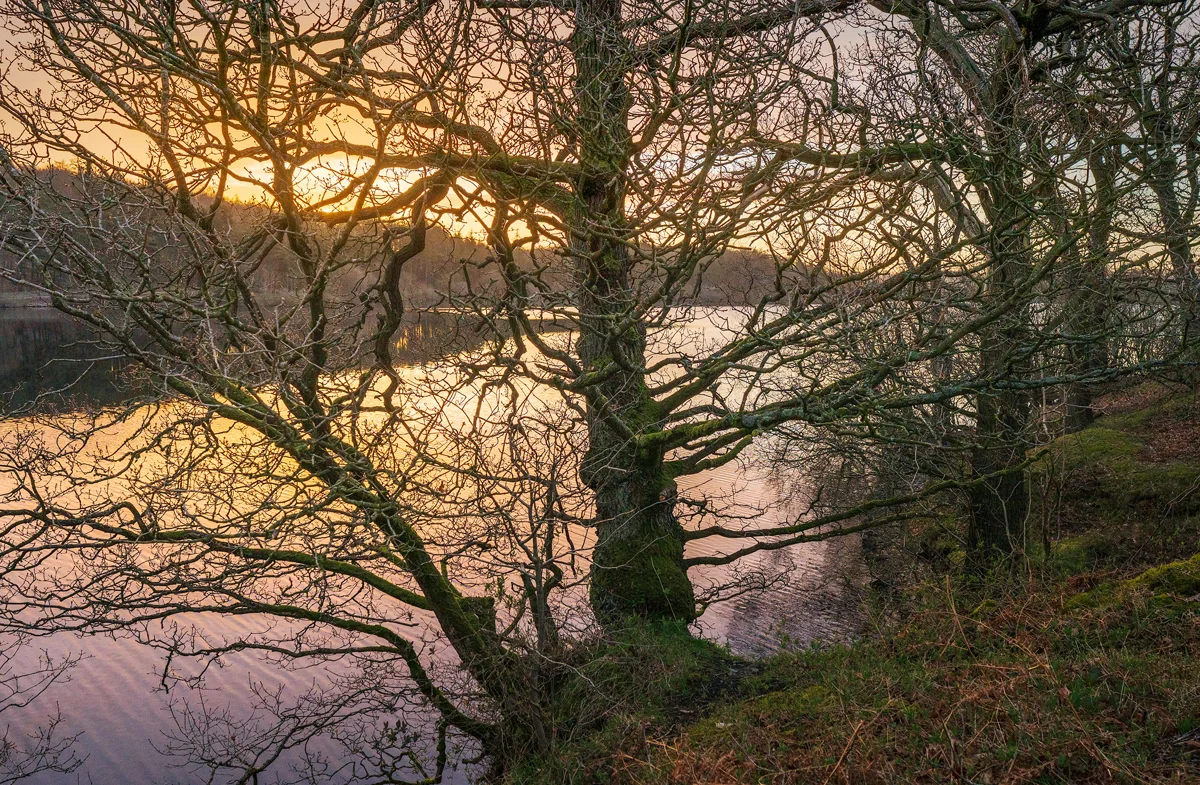 Bare trees with intricate branches stand beside a calm body of water at sunset. The sky is awash with warm hues of orange and gold, reflecting on the water's surface. The ground is covered with patches of grass and foliage, adding texture to the serene landscape.