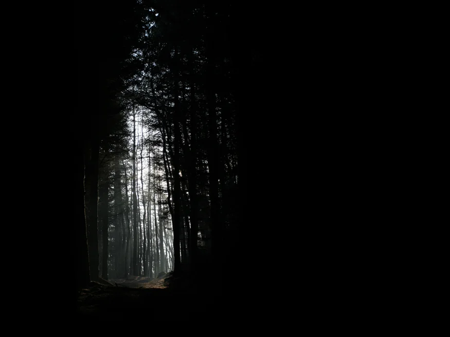 Misty woods