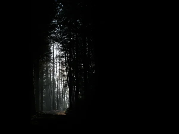 Misty woods