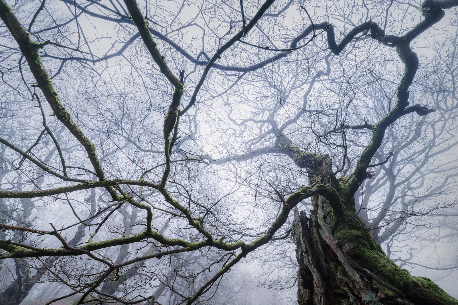 Twisting, moss-covered tree branches stretch upwards against a foggy sky. The bare branches form a complex, intricate pattern, creating a dramatic contrast with the misty, pale background. The perspective is from below, emphasising the towering presence of the trees.