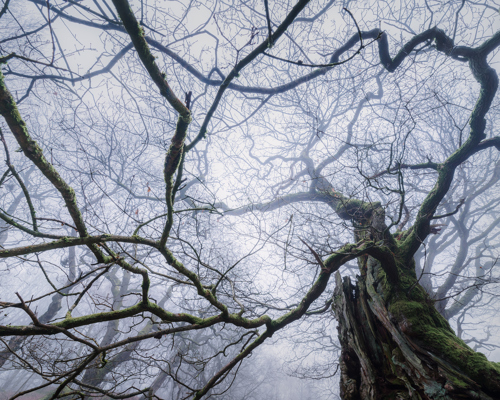 A Journey Through Ancient Woodland: A large oak tree of an ancient woodland, shrouded in mist. Knotted branches, draped with moss, stretch across the sky, framing a web of bare twigs. The venerable trunks and limbs tell tales of centuries past, standing as silent sentinels in this serene setting. a tree with no leaves