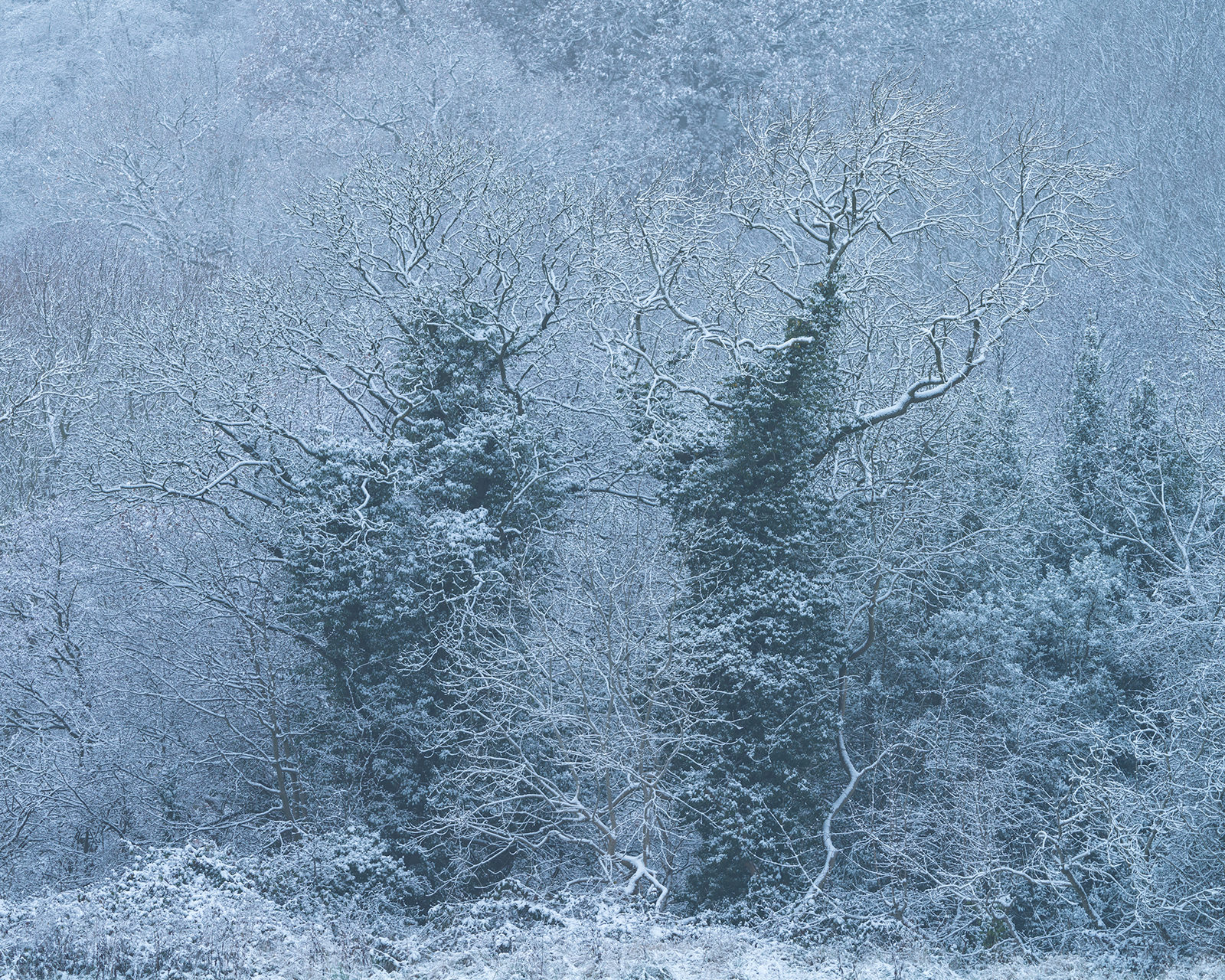 A wintry scene from Crimple Valley in Harrogate, displaying trees veiled in snow. The branches form intricate patterns against the subtle backdrop of a snowy hillside, capturing the quiet essence of a British winter.
