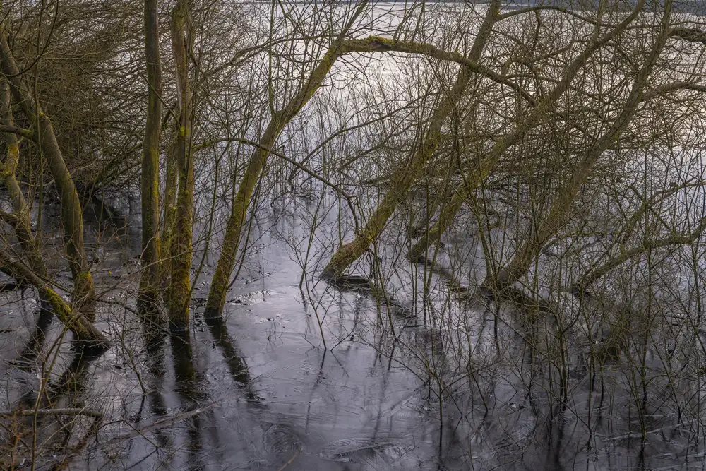 Bare trees with thin, intertwining branches rise from a dark, reflective body of water. The water is smooth, capturing reflections of the trees above, while the overcast sky casts a muted light across the scene.