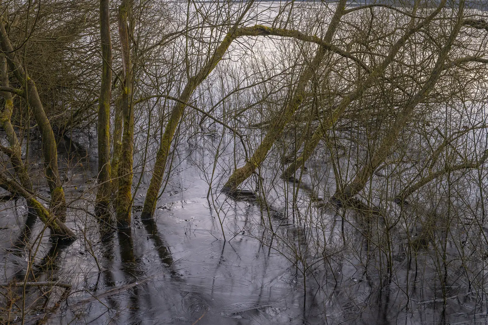 Bare trees with thin, intertwining branches rise from a dark, reflective body of water. The water is smooth, capturing reflections of the trees above, while the overcast sky casts a muted light across the scene.