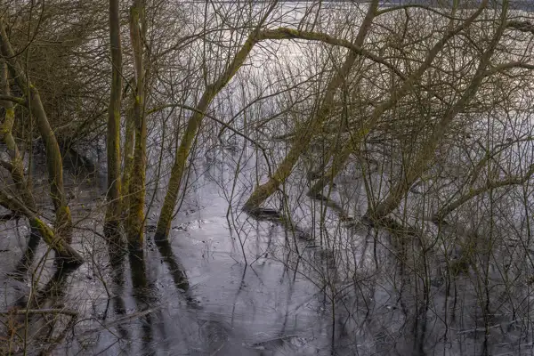 Bare trees with thin, intertwining branches rise from a dark, reflective body of water. The water is smooth, capturing reflections of the trees above, while the overcast sky casts a muted light across the scene.