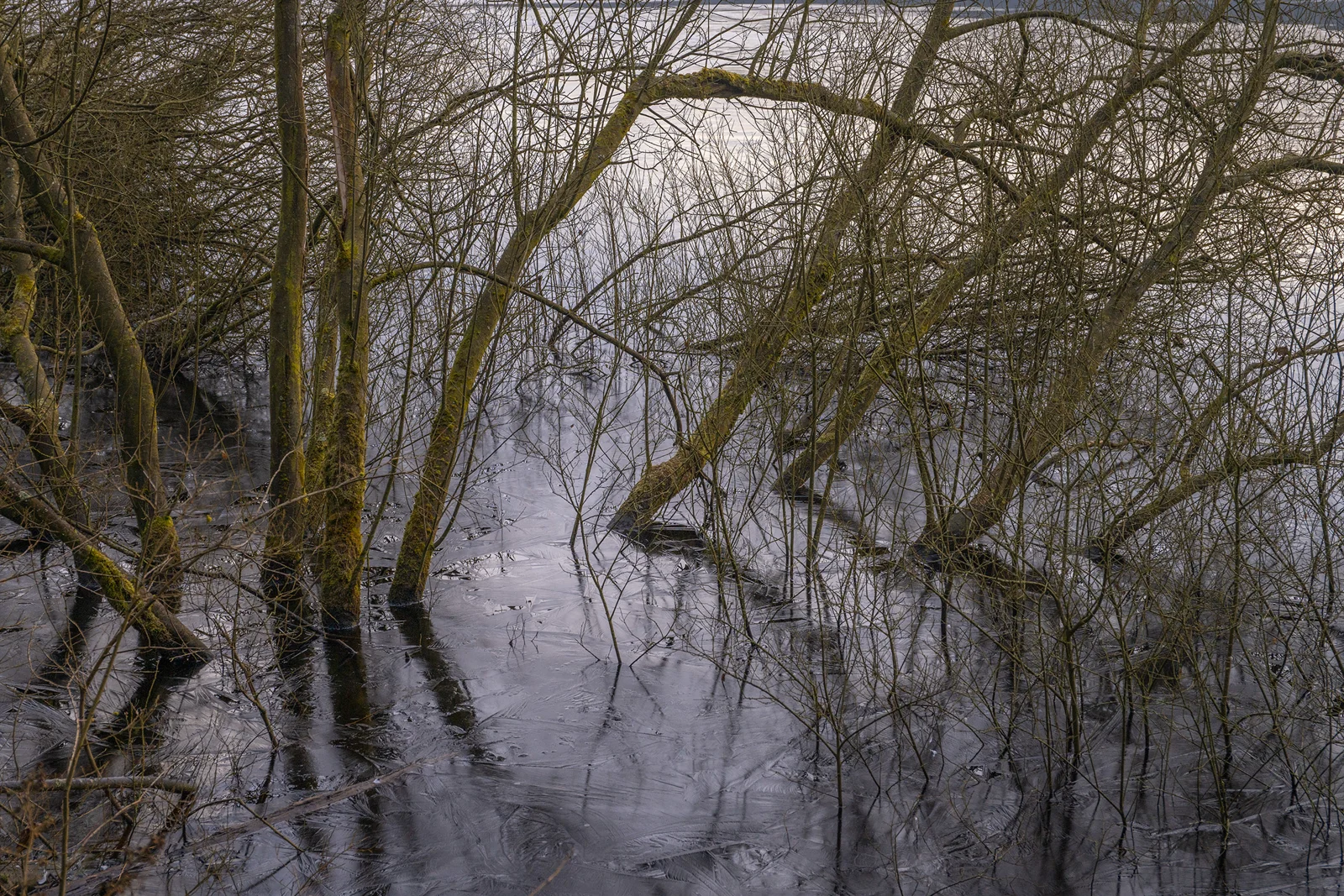 Bare moss-covered trees rising from a frozen lakeside, ice patterns spreading across the water on a cold winter's day
