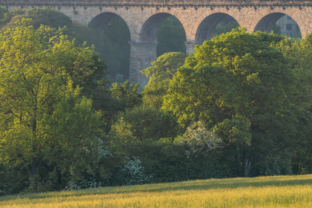 Stone railway viaduct arches rising above sunlit summer woodland and a barley field at golden hour