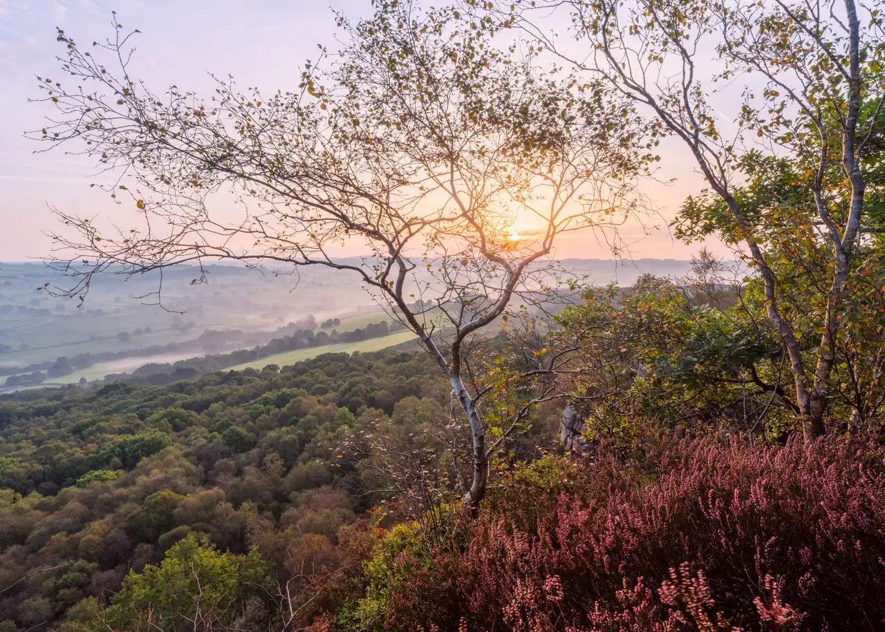 Sunset over a misty landscape with a sparse tree in the foreground. Lush green woodland covers the rolling hills, while the sun casts a warm glow through the branches. Pink heather blooms in the bottom right, enhancing the scene's serene beauty.