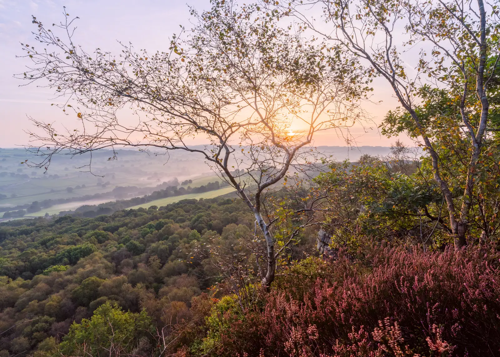 Sunset over a misty landscape with a sparse tree in the foreground. Lush green woodland covers the rolling hills, while the sun casts a warm glow through the branches. Pink heather blooms in the bottom right, enhancing the scene's serene beauty.