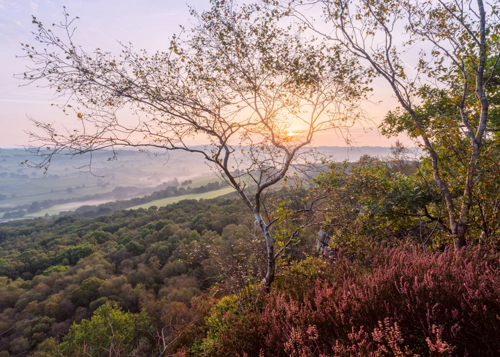 Silver birch and pink heather on a moorland edge above a misty valley at sunrise, early autumn.