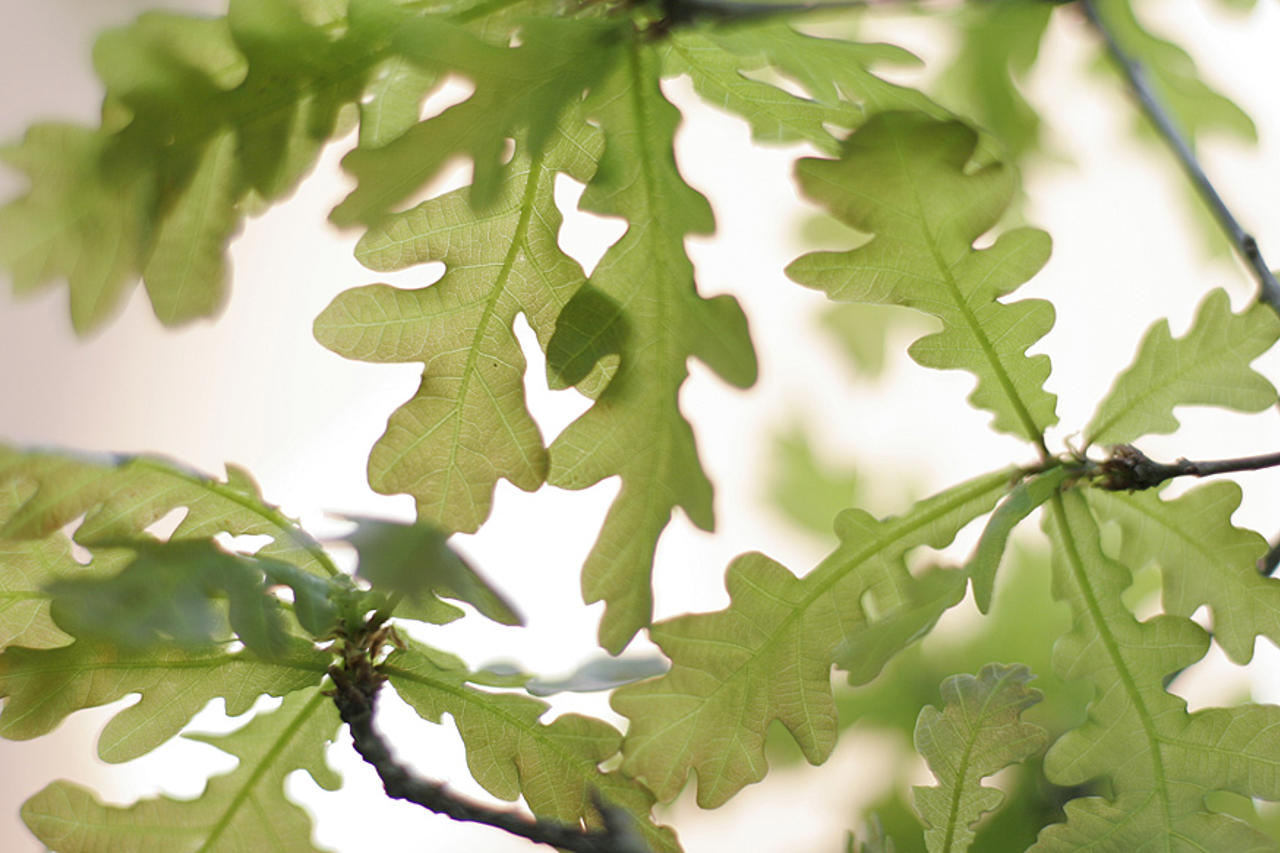Oak leaves