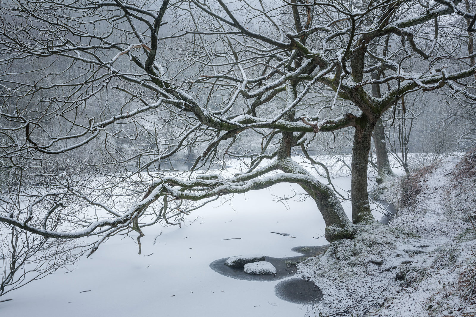 Snow-covered tree branches arch over a frozen, snow-laden pond. The landscape is shrouded in a light mist, adding a serene and quiet atmosphere. A narrow path runs alongside the tree, slightly dusted with snow, leading into the frosty background.