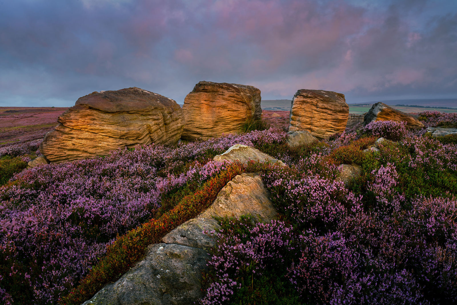 Large sandstone rocks surrounded by dense heather in full bloom, with vibrant purple flowers covering the ground. The warm light of the setting sun casts a golden hue on the rocks. The sky above is a mix of soft pink and blue hues, adding to the tranquil atmosphere.