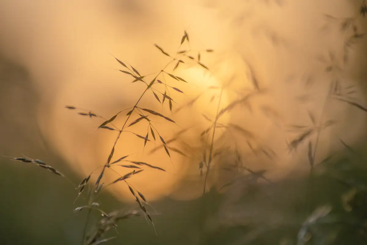 Delicate grass stalks with small leaves silhouetted against a soft, golden-brown background, creating a tranquil and warm atmosphere. The focus is close-up, highlighting the fine details of the grass against the blurred backdrop.
