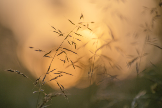 Delicate grass stems and seed heads silhouetted against a soft-focus golden sunset, evoking a serene North Yorkshire evening. The warm light bathes the scene in an amber hue, highlighting the fine details of the grass. a bird flying in the sky