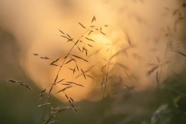 Delicate grass stalks with small leaves silhouetted against a soft, golden-brown background, creating a tranquil and warm atmosphere. The focus is close-up, highlighting the fine details of the grass against the blurred backdrop.