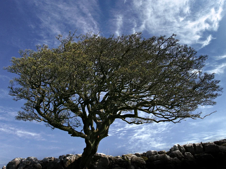 Tree, Malham