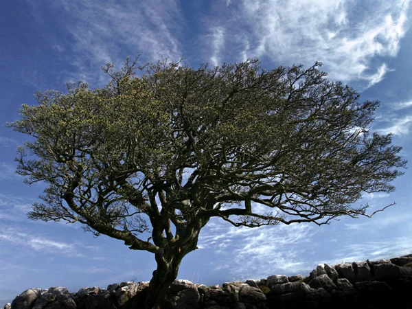 Tree, Malham