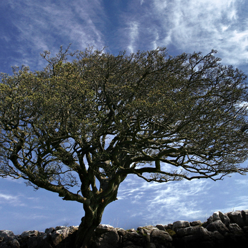 Tree, Malham: Tree, Malham