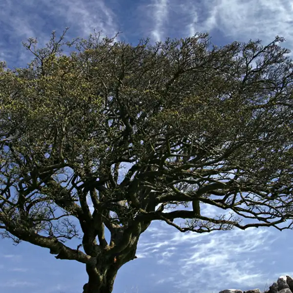 Tree, Malham