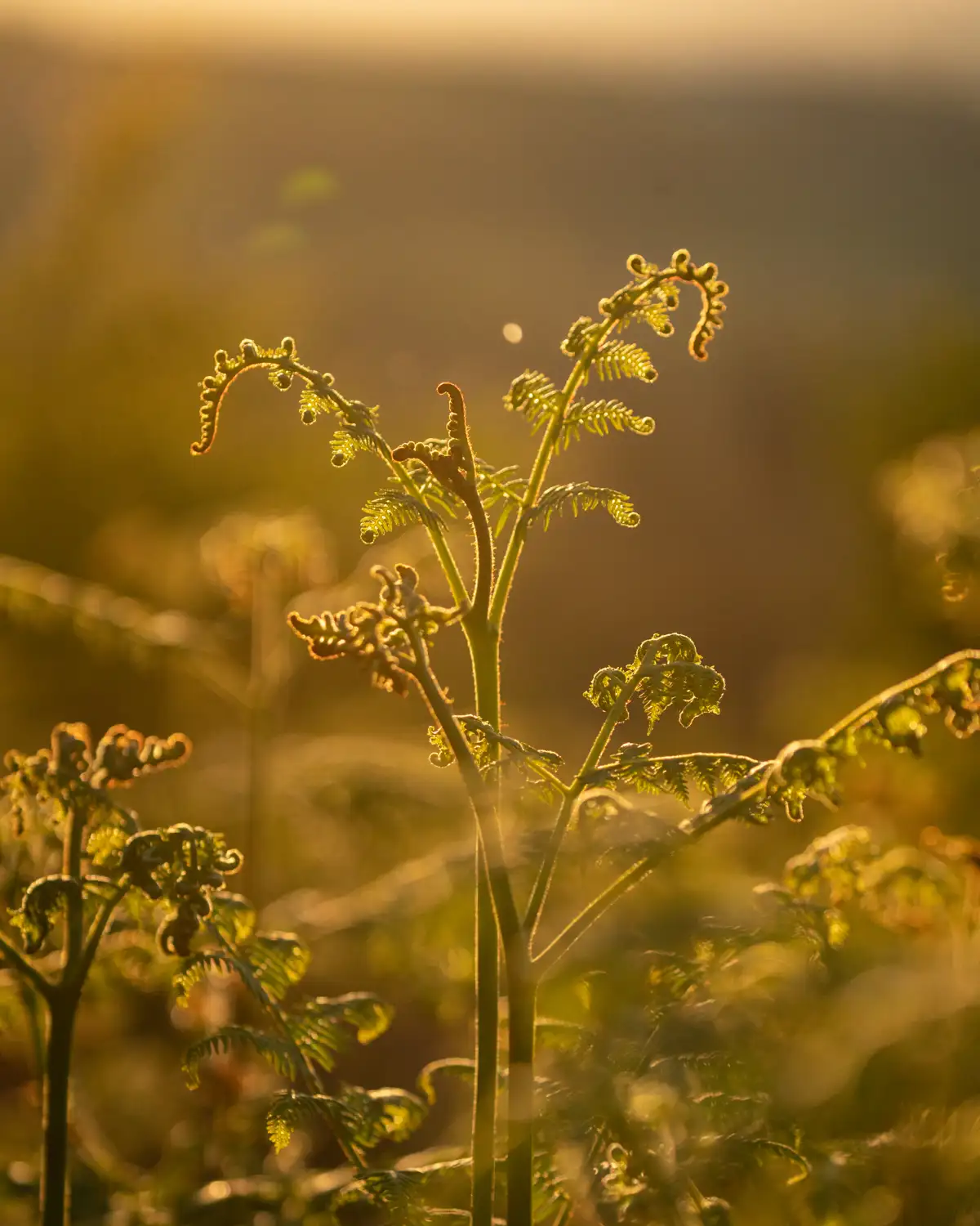 Backlit ferns bathed in a warm, golden glow as the sun sets, highlighting their curled fronds against a softly blurred background.
