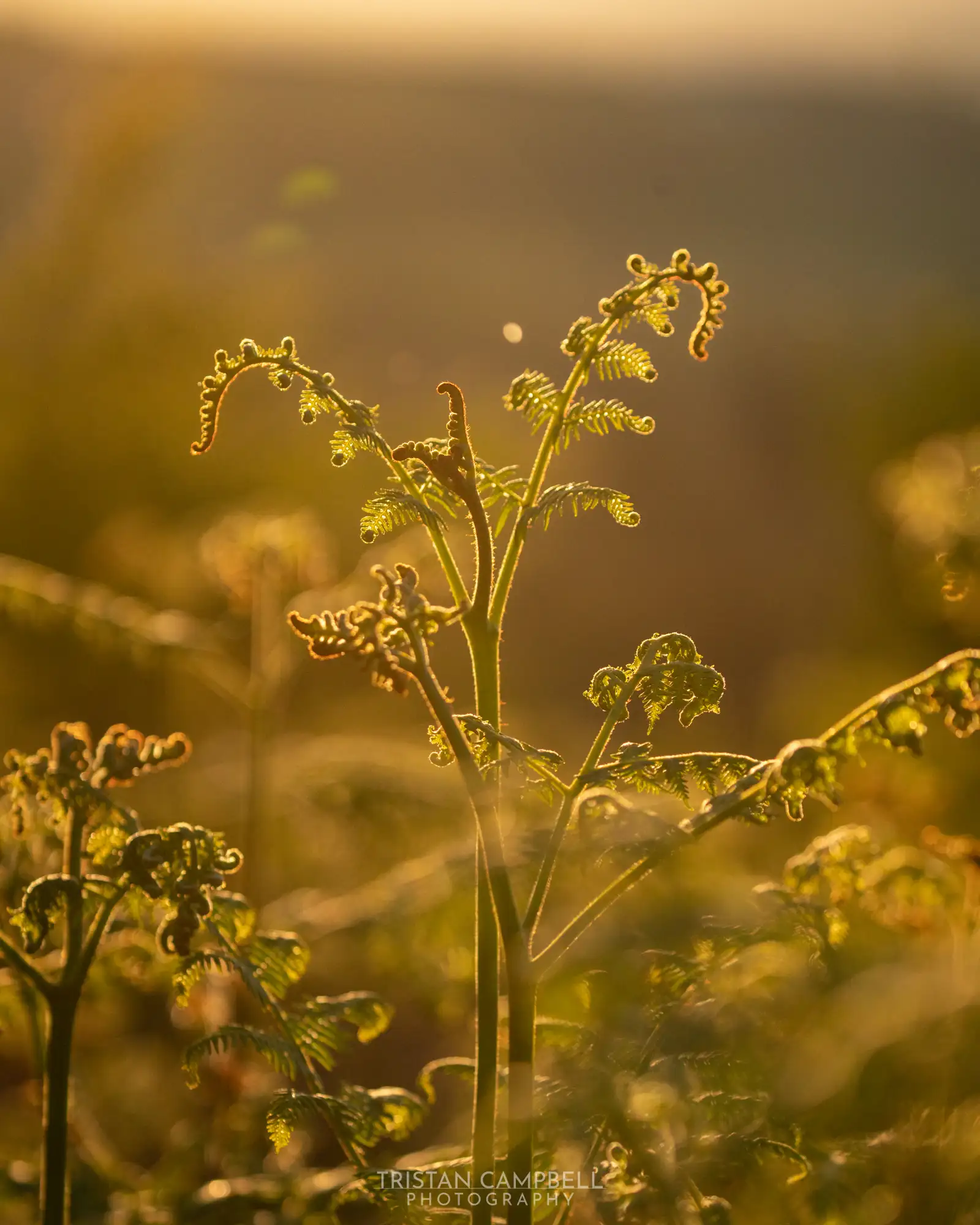 Backlit ferns bathed in a warm, golden glow as the sun sets, highlighting their curled fronds against a softly blurred background.