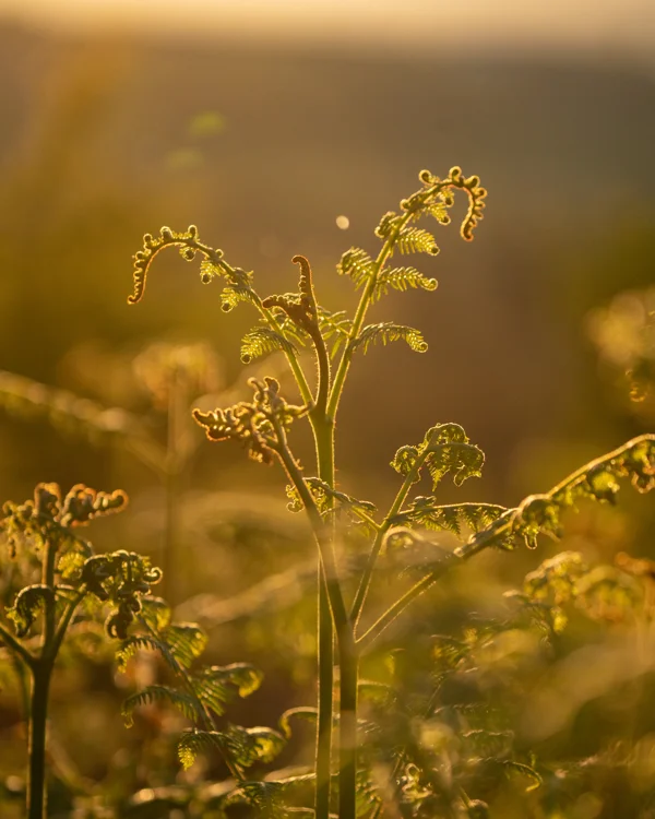 Backlit unfurling bracken fronds on moorland, glowing in golden evening light during early autumn.