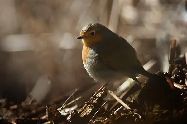 Robin