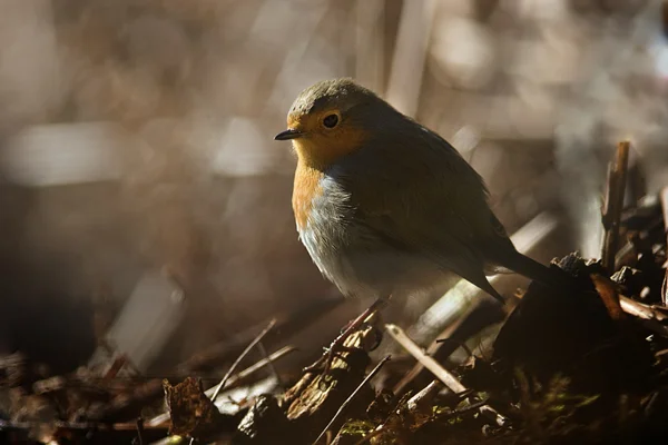 Robin
