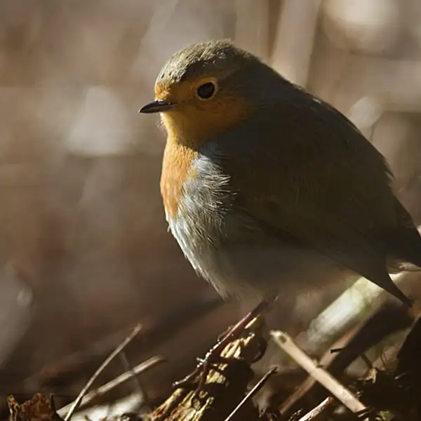Robin