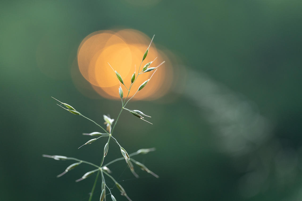 Delicate grass stems with small seed pods are prominently displayed against a soft-focus background. The background is green with circular, warm orange bokeh spots, suggesting sunlight filtering through leaves.
