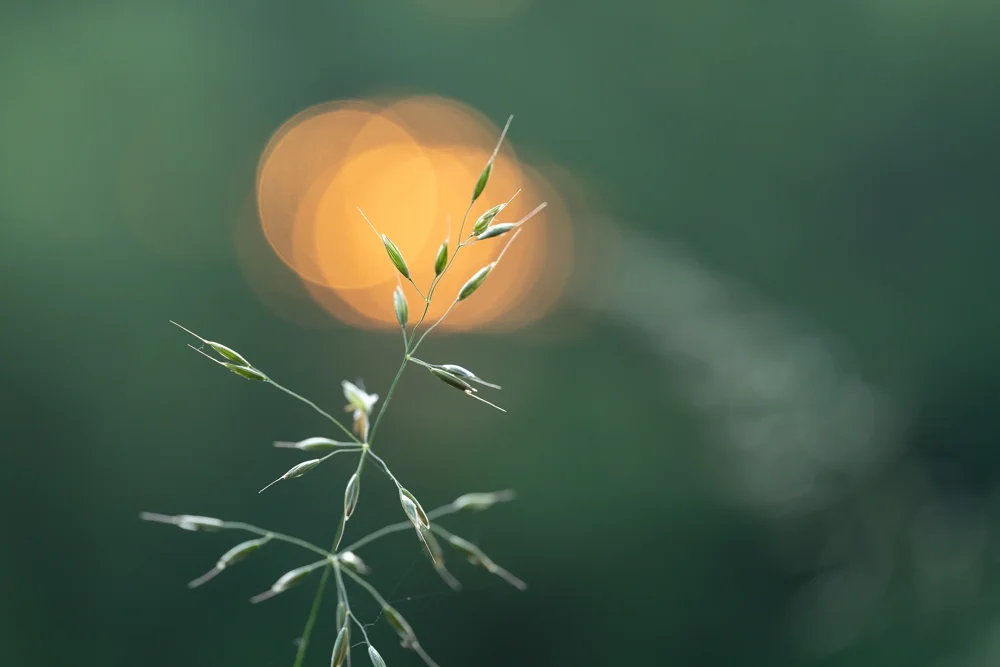 Delicate grass seed head in woodland meadow with warm golden bokeh against soft green at sunset in summer
