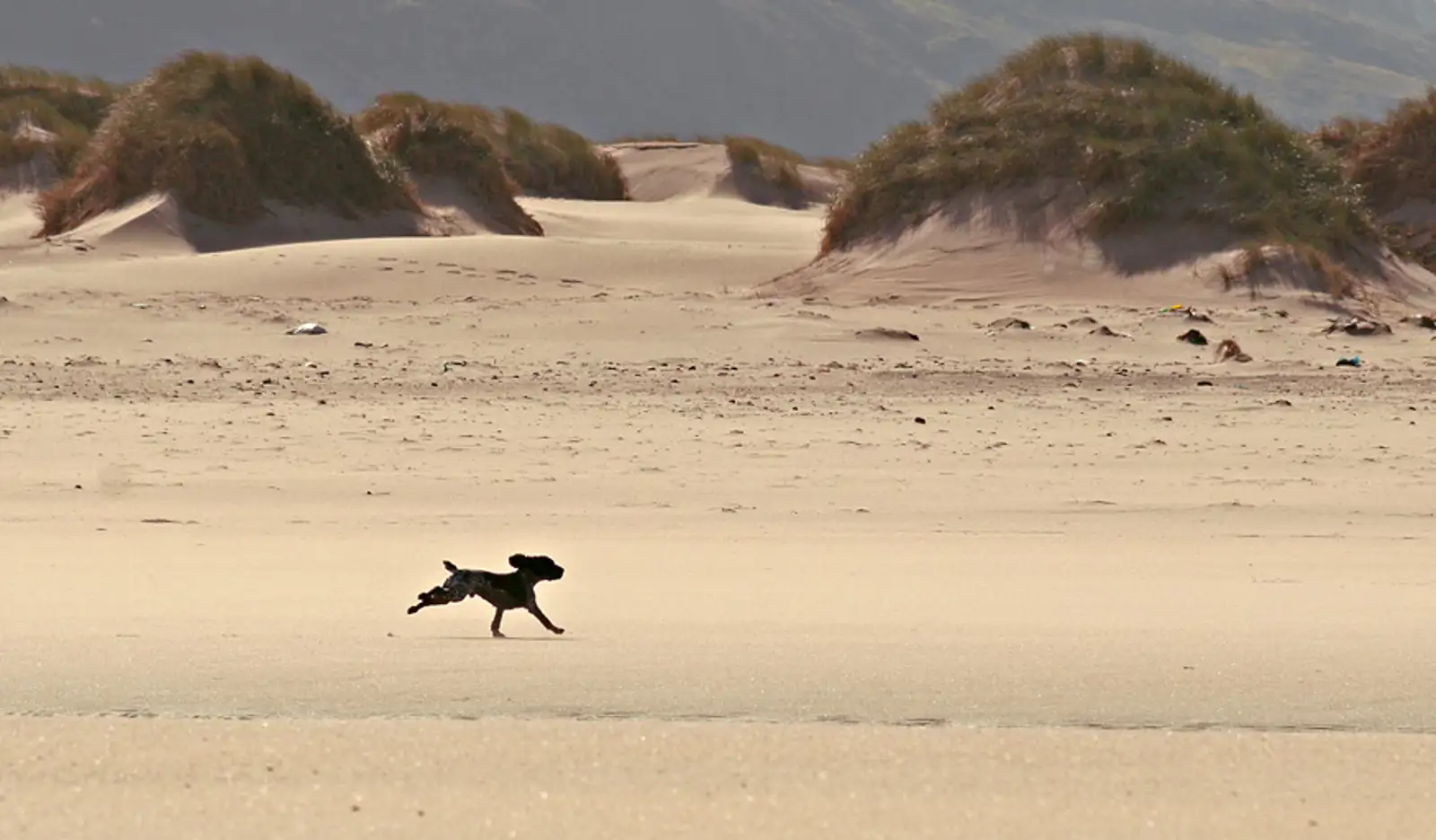 Leo, Sandwood Bay