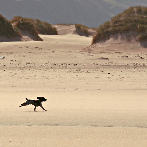 Leo, Sandwood Bay: Leo, Sandwood Bay