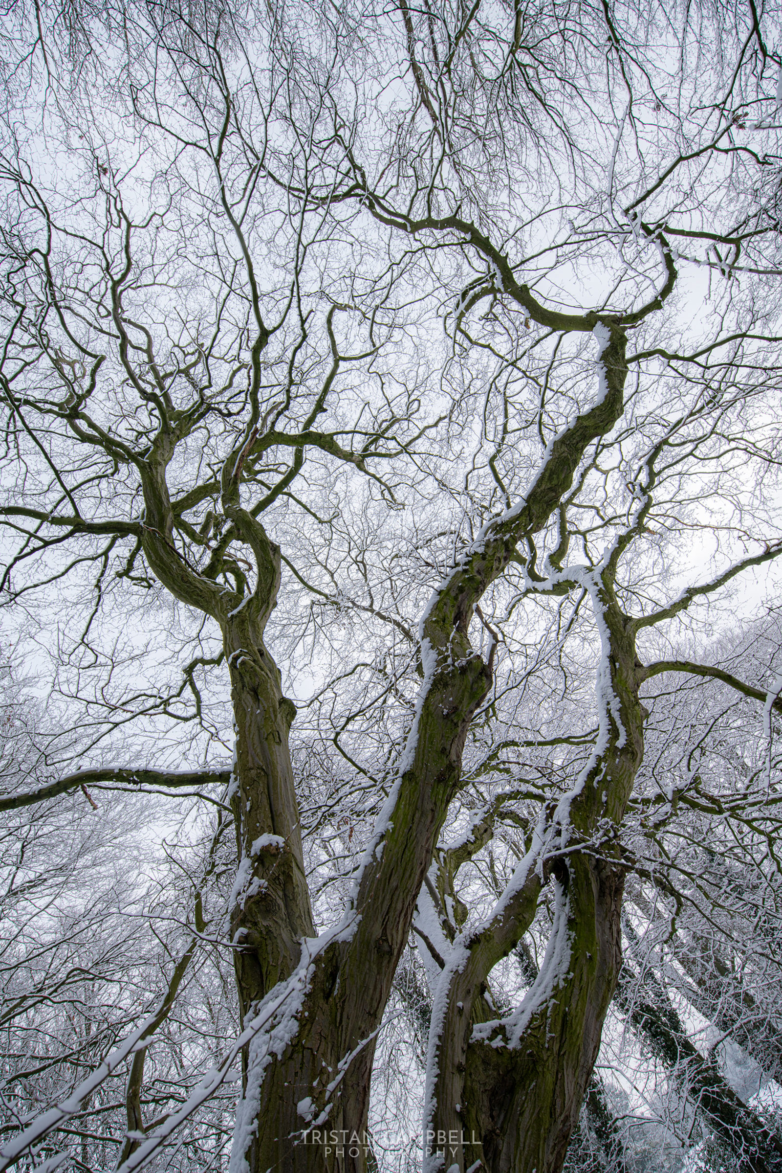 Bare tree branches heavily veined against a pale sky create a natural mosaic. The twisting limbs are dusted with snow, highlighting their intricate patterns. It's a glimpse through a wintery forest canopy, capturing the stark beauty of nature in repose.