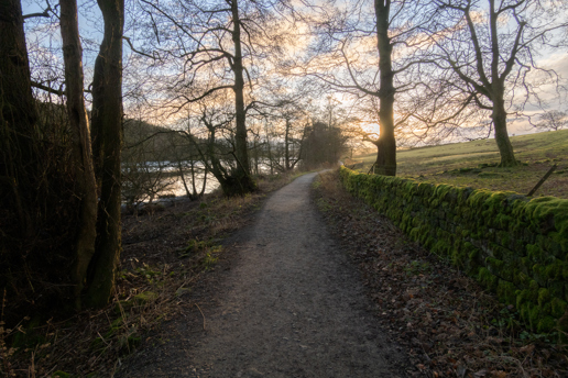  a path with grass and trees