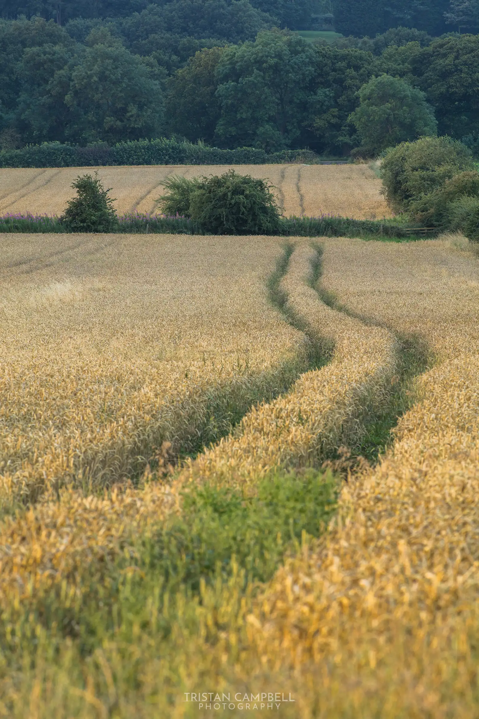 Golden wheat fields with a winding path running through the middle, leading towards a line of trees in the background. The wheat is mature, with shades of gold and brown, and the path appears well-trodden. Lush green trees border the fields under a cloudy sky.