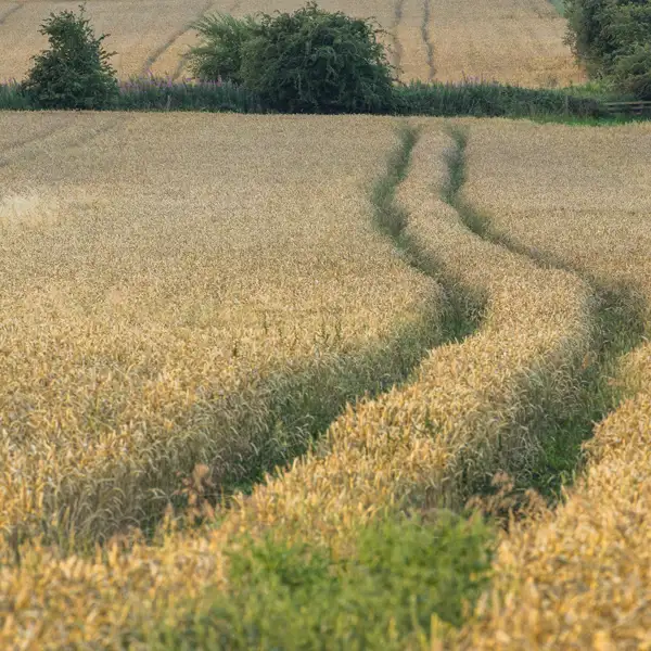 Crimple viaduct and fields
